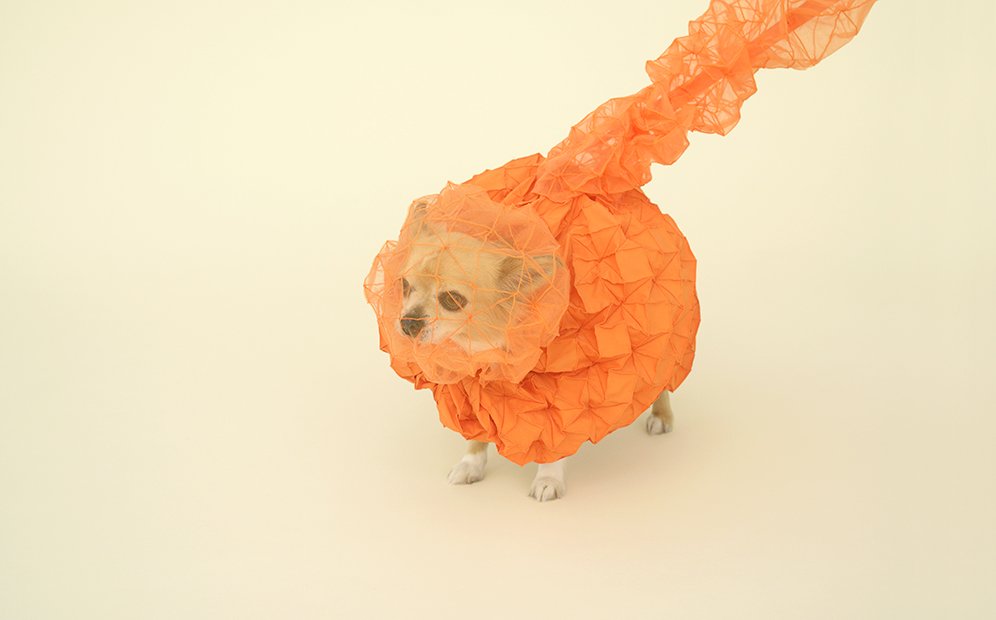新品 オリバーガル ORANGE CHIC CHIHUAHUA 3dafd68f8b867b1d35f55962734d93